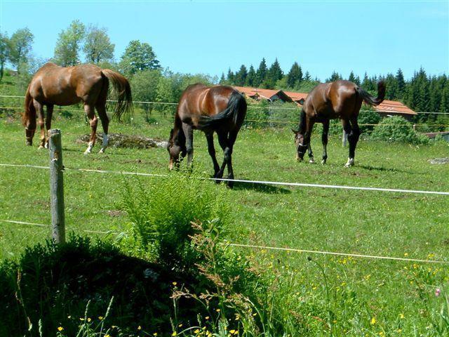 Ferienhaus Mitterdorf ميتيرفيرميانسرويت المظهر الخارجي الصورة
